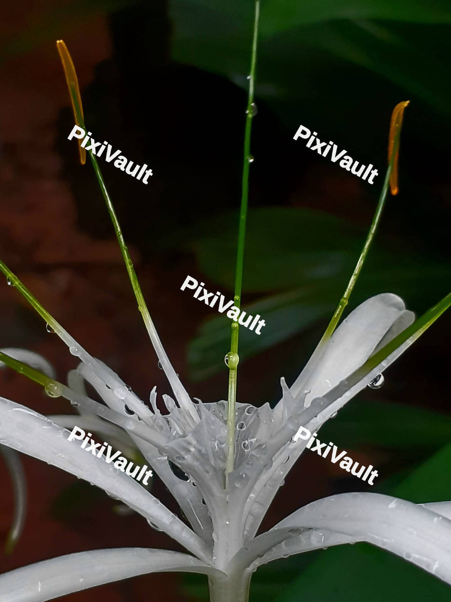 Spider Lily Flower